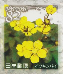 Colnect-6222-494-Potentilla-ancistrifolia-var-Dickinsii.jpg