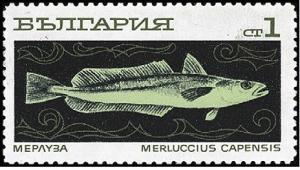 Colnect-2346-859-South-African-Hake-Merluccius-capensis.jpg