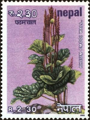Colnect-4972-343-Himalayan-rhubarb-Rheum-emodi.jpg