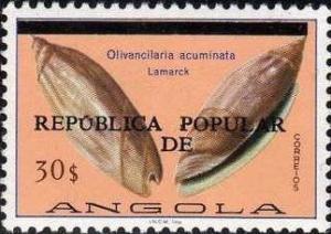 Colnect-583-966-Olivancilaria-acuminata.jpg