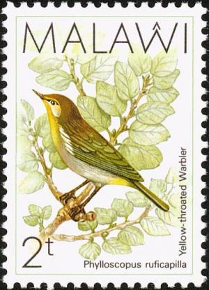 Colnect-864-288-Yellow-throated-Woodland-warbler-Phylloscopus-ruficapilla.jpg