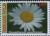 Colnect-4240-285-Chrysanthemum-leucanthemum.jpg