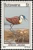Colnect-597-431-African-Jacana-Actophilornis-africana.jpg