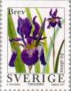 Colnect-164-903-Siberian-Iris-Iris-sibirica.jpg