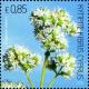 Colnect-1832-883-Origanum-dubium-oregano.jpg