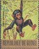 Colnect-1975-614-Chimpanzee-Pan-troglodytes.jpg