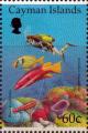 Colnect-2819-641-Spotfin-Hogfish-Bodianus-pulchellus-Porkfish-Anisotremus.jpg