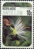 Colnect-954-082-Capparis-flexuosa.jpg