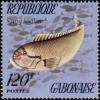 Colnect-1209-585-Guinean-Parrotfish-Scarus-hoefleri.jpg