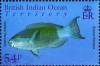Colnect-1425-662-Bridled-Parrotfish-Scarus-frenatus.jpg