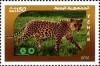 Colnect-1621-981-Leopard-Panthera-pardus.jpg
