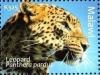 Colnect-5914-760-Leopard-Panthera-pardus.jpg