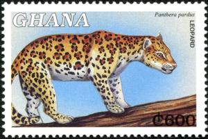 Colnect-4236-111-Leopard-Panthera-pardus.jpg