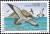 Colnect-1129-249-Cory--s-Shearwater-Puffinus-diomedea-.jpg