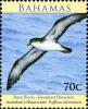 Colnect-5147-434-Audubon-s-Shearwater-Puffinus-Iherminieri.jpg