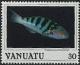 Colnect-1232-169-Sixbar-Wrasse-Thalassoma-hardwicki.jpg