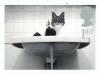 Colnect-123-465-Cat-in-Washbasin.jpg