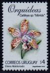 Colnect-1300-670-Cattleya-sp-Hybrid.jpg