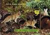 Colnect-2064-809-Domestic-Cat-Felis-silvestris-catus.jpg