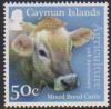 Colnect-4396-502-Mixed-Breed-Cattle-Bos-primigenius-taurus.jpg