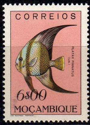 Colnect-595-003-Dusky-Batfish-Platax-pinnatus.jpg
