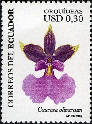 Colnect-5837-327-Caucaea-olivaceum.jpg