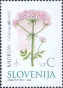 Colnect-699-046-Valerian-Valeriana-officinalis---Medicinal-Herbs.jpg