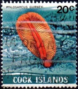 Colnect-2170-883-Orange-Sea-Pen-Ptilosarcus-gurneyi.jpg