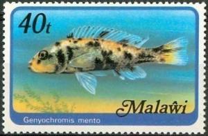 Colnect-1733-733-Mbuna-Genyochromis-mento.jpg