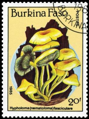 Colnect-3495-644-Hypholoma-nematoloma-fasciculare.jpg