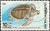 Colnect-1339-160-Olive-Ridley-Sea-Turtle-Lepidochelys-olivacea.jpg