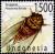 Colnect-976-142-Cicada-Platylomia-flavida.jpg