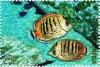 Colnect-5576-496-Spot-banded-butterflyfish.jpg