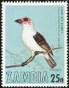 Colnect-864-818-Zambian-Barbet-Lybius-chaplini.jpg