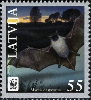Colnect-2066-939-Pond-Bat-Myotis-dasycneme.jpg