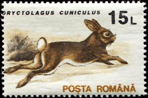 Colnect-4860-119-European-Rabbit-Oryctolagus-cuniculus.jpg