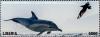 Colnect-5727-027-Long-Beaked-Common-Dolphin.jpg