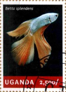 Colnect-4021-316-Betta-splendens.jpg