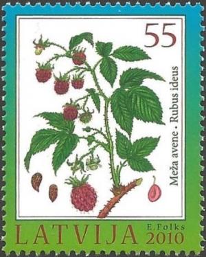 Colnect-3358-512-Raspberry-Rubus-idaeus-L.jpg