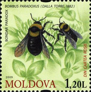 Colnect-800-248-Bumblebee-Bombus-paradoxus.jpg