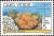 Colnect-1129-194-Orange-Tube-Coral-Tubastrea-aurea.jpg