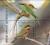 Colnect-3564-845-European-Bee-eater-Merops-apiaster.jpg
