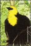 Colnect-1725-627-Yellow-headed-Blackbird%C2%A0Xanthocephalus-xanthocephalus.jpg