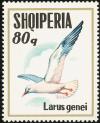 Colnect-1976-273-Slender-billed-Gull-Larus-genei.jpg