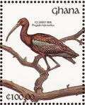 Colnect-1459-812-Glossy-Ibis-Plegadis-falcinellus.jpg