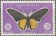 Colnect-2106-676-Golden-Birdwing-Troides-aeacus.jpg