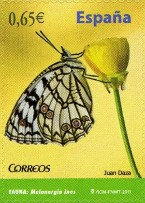 Colnect-704-792-Spanish-Marbled-White-Melanargia-ines.jpg