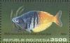 Colnect-1141-781-Boeseman-s-Rainbowfish-Melanotaenia-boesemani.jpg