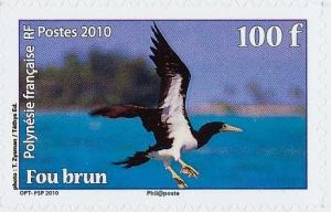 Colnect-2430-177-Brown-Booby-Sula-leucogaster.jpg