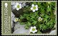 Colnect-2453-311-Gibraltar-saxifraga.jpg